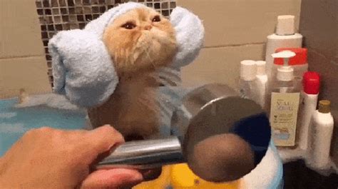 cat bathing gif